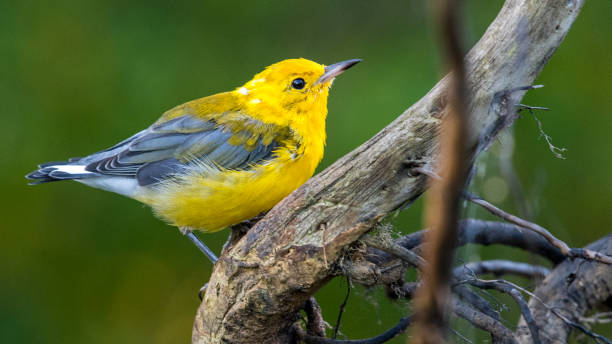 istock Juvienle Prothonotary Warbler bird on a branch 1267395615