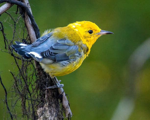 istock Juvienle Prothonotary Warbler bird on a branch 1267395644