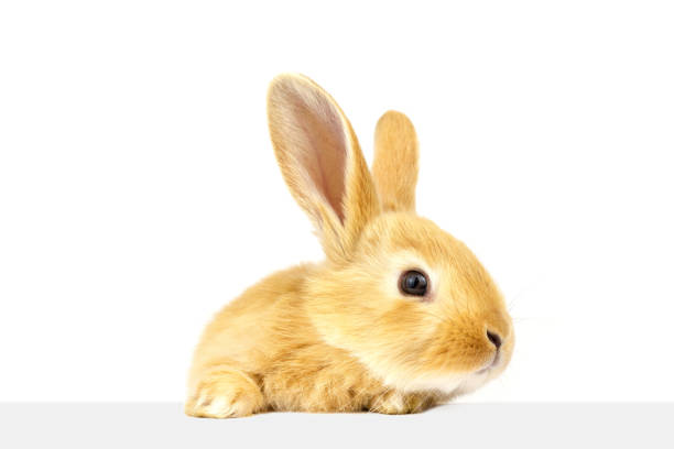 istock A domestic rabbit looks at the sign. 1267395677