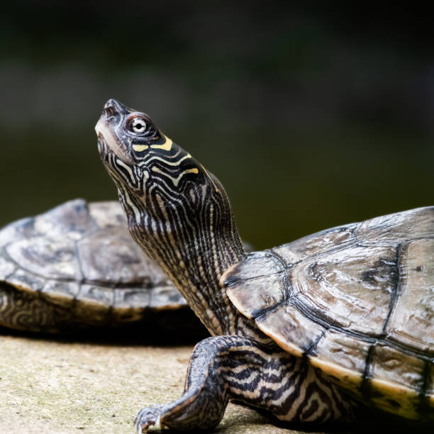 istock Cumberland Slider With its Head Raised Upwards 1267395759
