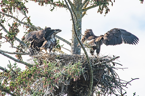 Three Bald Eagles still in the nest waiting for fish