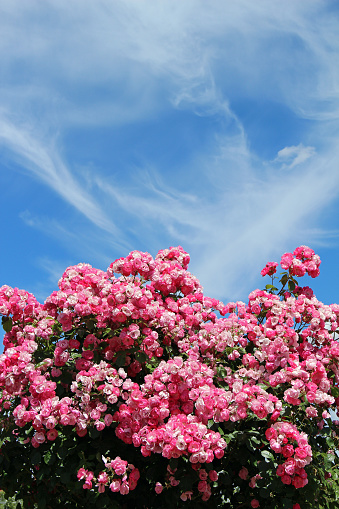 Pink rose bush against blue sky.
