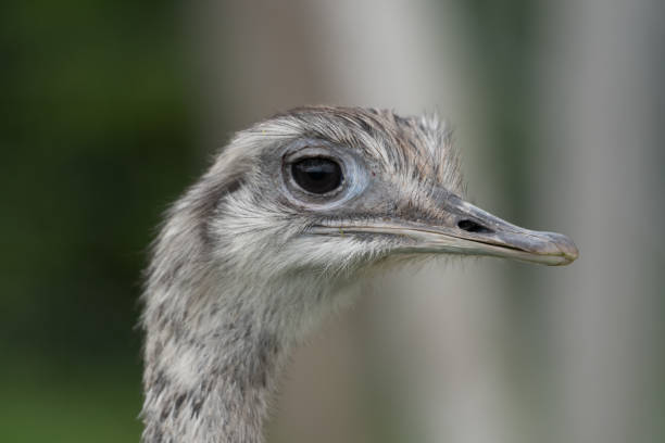 istock Large Rhea CLose up Head Portrait 1267396654