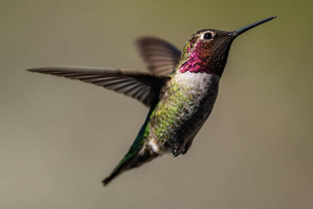 istock Hummingbird flying, flapping its wings in flight. 1267396706
