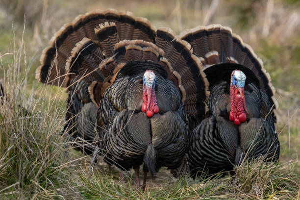 istock Wild tom turkeys strutting a mating dance with their tail feathers fanned out. 1267396721