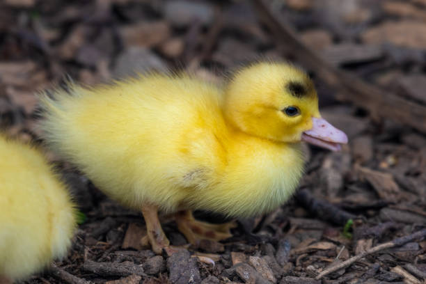 istock Bright Yellow Newborn Muscovy Duck 1267396813