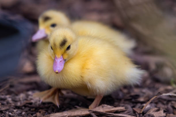 istock Bright Yellow Newborn Muscovy Duck 1267396868