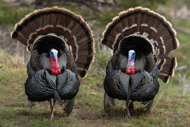 istock Wild tom turkeys strutting a mating dance with their tail feathers fanned out. 1267396892