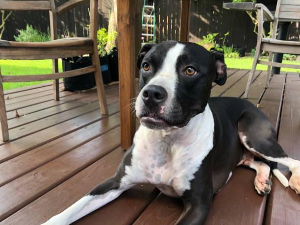 istock Large black and white mixed breed dog laying under a teak table on a wooden deck 1267396941