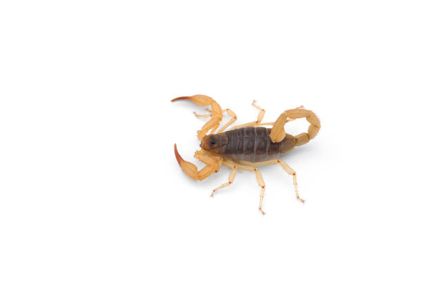 istock Yellow deadly dangerous scorpion top view isolated on white background 1267396949