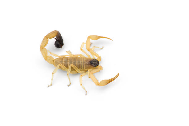 istock Yellow deadly dangerous scorpion top view isolated on white background 1267396953