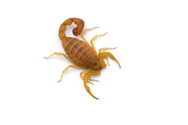 istock Yellow deadly dangerous scorpion top view isolated on white background 1267396955