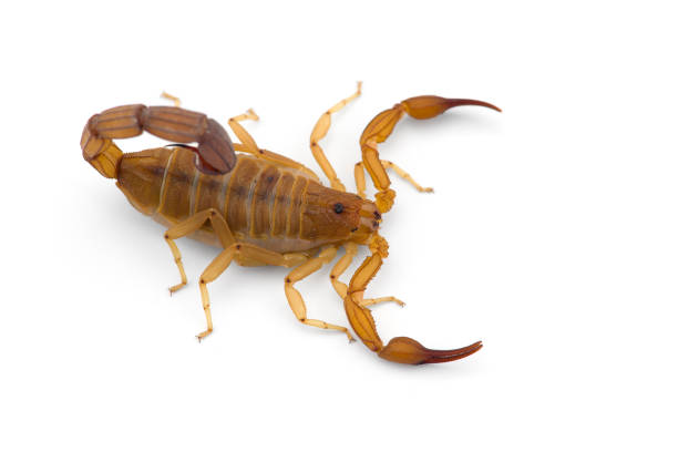 istock Yellow deadly dangerous scorpion top view isolated on white background 1267396957