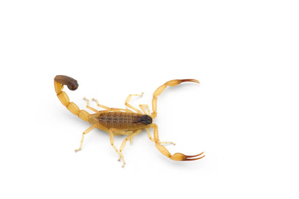 istock Yellow deadly dangerous scorpion top view isolated on white background 1267396959