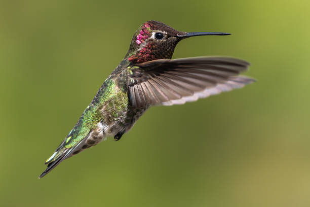 istock Hummingbird flying, flapping its wings in flight. 1267396967