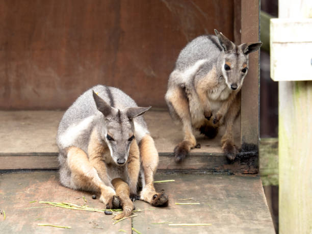 istock Shimaoiwa Wallaby 1267397107