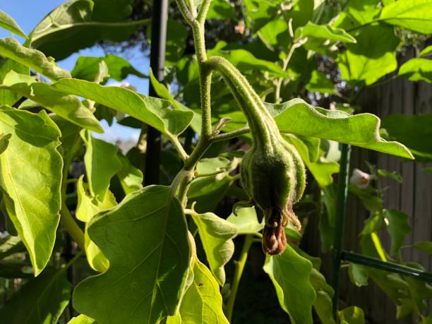istock Young small eggplant growing on an eggplant plant in a backyard garden 1267397113