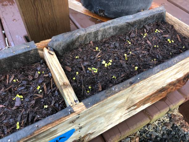 istock Very young arugula seedlings growing in a wooden planter box 1267398693