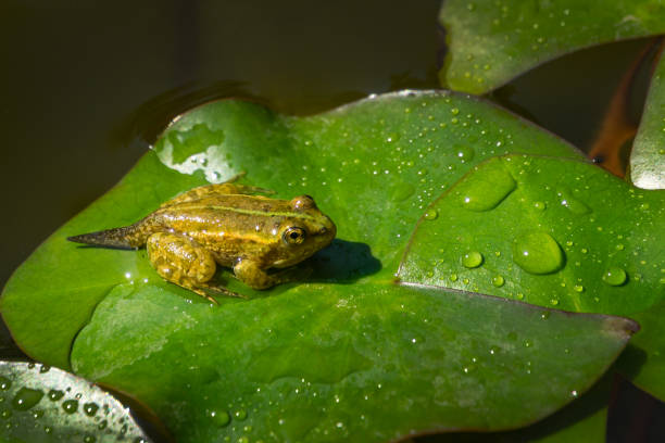 le têtard de la grenouille rana riribunda (pelophylax ridibundus) est assis dans l’étang sur la feuille verte de nénuphar. plan rapproché de petite grenouille dans l’habitat naturel. - pond water lily water drop photos et images de collection