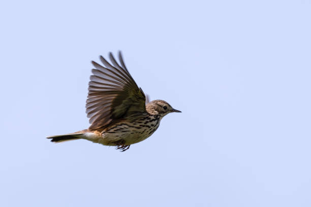 istock Meadow Pipit Flying Across the Sky 1267398965
