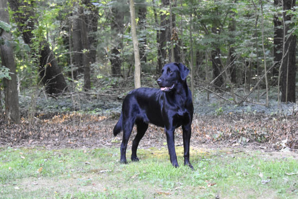 istock Black Retriever by the Woods 1267399890
