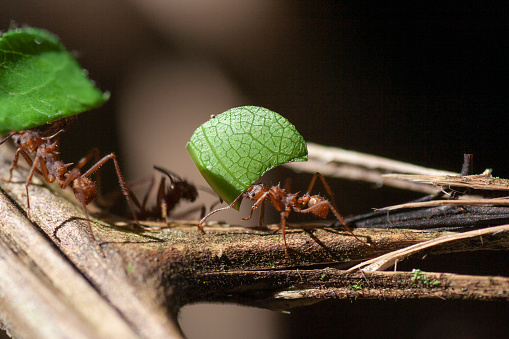 Atta ant carrying a leaf, Pura Vida!