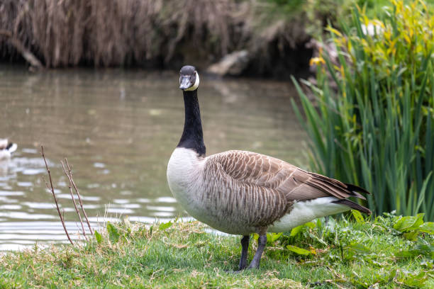 istock Canada goose Branta canadensis is a large wild goose 1267400449