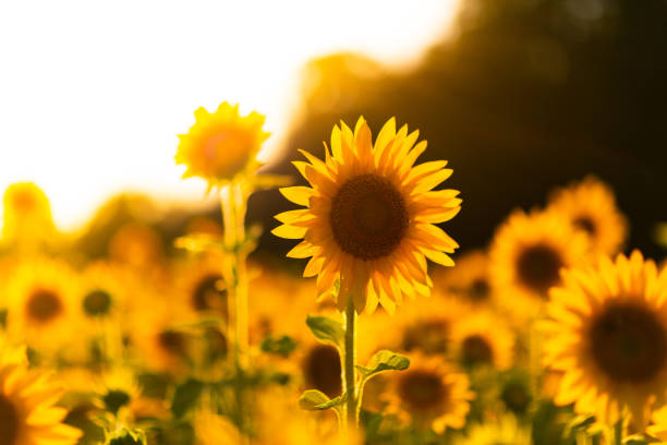 istock Field of Sunflowers 1267404665