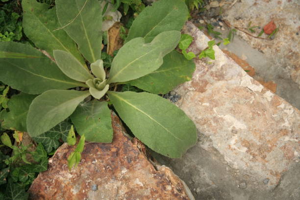 istock Stinkweed growing along a stone walkway 1267405689