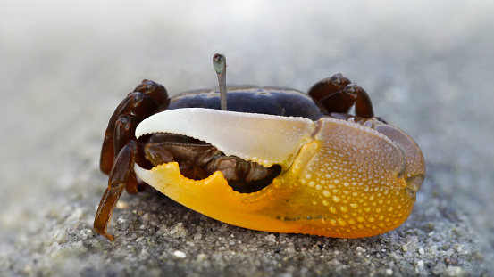 violinist crab with a big orange claw on the beach of Koh Phayam, Thailand