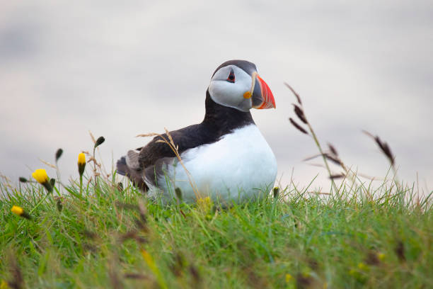 istock paffin bird sitting on the grass in Iceland 1267407144