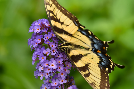 A macro image of Eastern tiger swallowtail butterfly on Butterfly bush..
