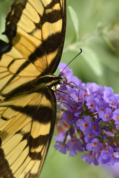istock Eastern Tiger Swallowtail Butterfly 1267408129