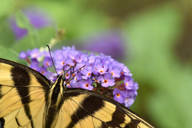 Top down view of an admiral butterfly, sitting on a white plant. Wings spread out. Orange, black and white color. daylight