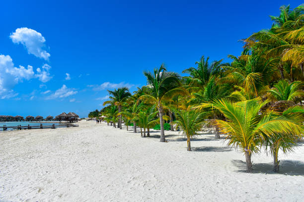 istock Mesmerizing shot of a beautiful sandy beach with palm trees 1267415406