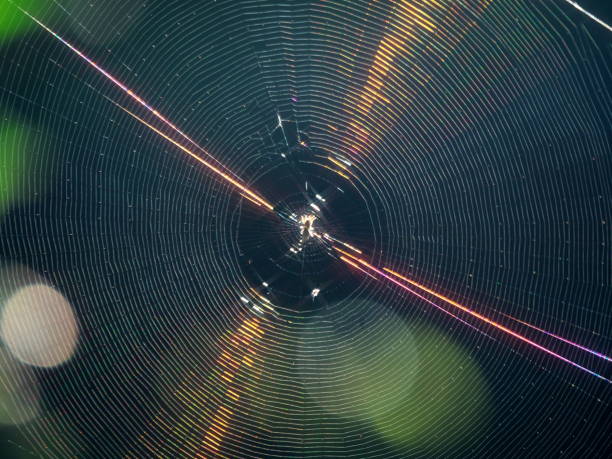 istock Closeup of spider web in the morning sun 1267415483
