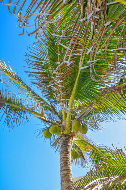 istock A mesmerizing shot of a seascape with a palm tree on the foreground 1267415522