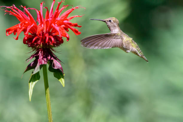 istock Anna's hummingbird (Calypte anna), BC, Canada 1267417529