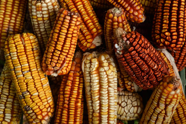 마른 옥수수 배경 - corn on the cob macro corn crop freshness 뉴스 사진 이미지