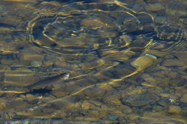 istock Whitefish feeding in crystal-clear Alaska lake 1267423310