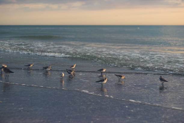 istock Seagulls on the shore at sunset 1267424207
