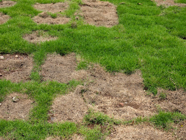 istock dry grass on green field 1267425209