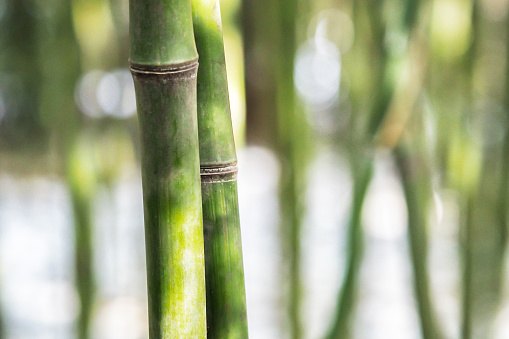 Close up detail of young green bamboo growth forest.