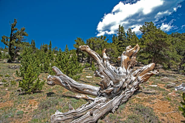 istock Snow covers a fallen log on Mt. Evans, Colorado. 1267428637