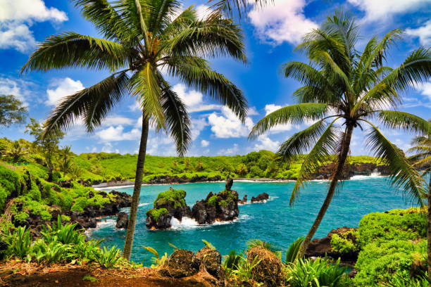 waianapanapa state park a maui. - maui beach palm tree island foto e immagini stock