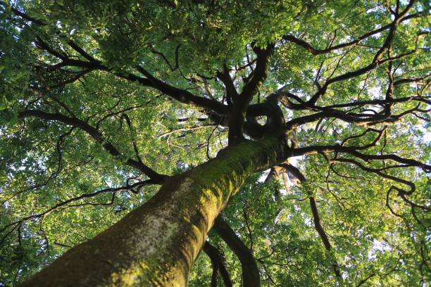 istock look up the tree at the park 1267430218