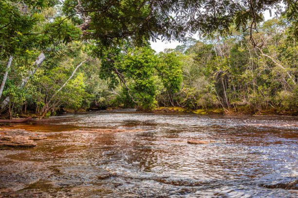 istock Red tinted water flowing down the Amazon River alongside forest & jungle at Presidente Figueiredo in Brazil, South America 1267430343