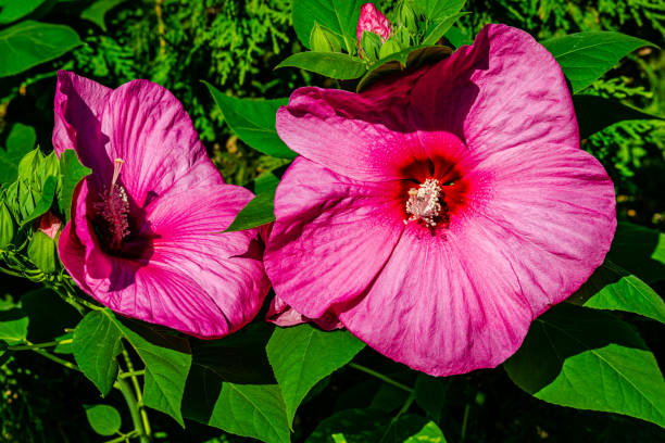 Luna Rose hibiscus in the garden stock photo