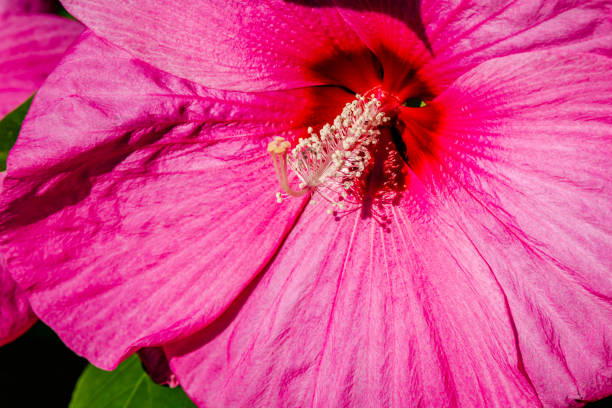 Luna Rose hibiscus in the garden