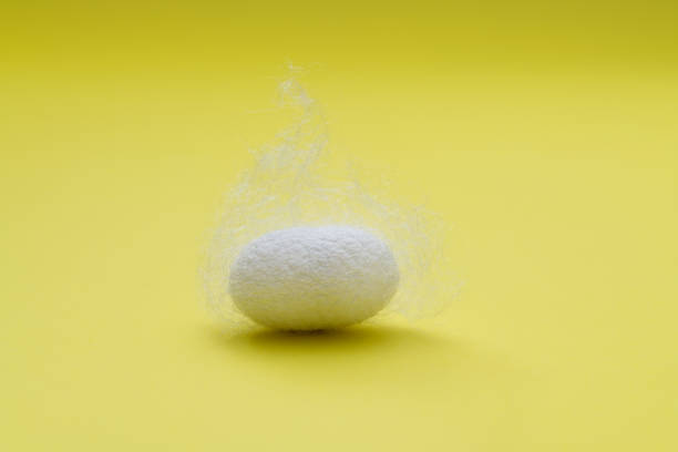 istock Close up of one silkworm coocoon on yellow background 1267431013